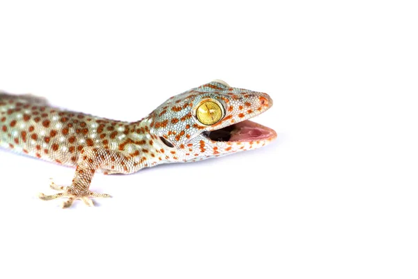 Tokay Gecko Gekko Gecko Isolado Fundo Branco — Fotografia de Stock