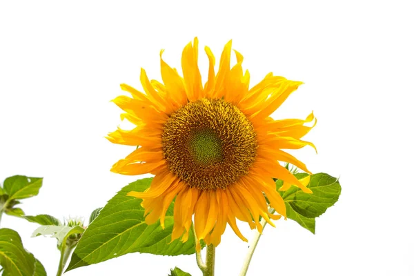 Sunflower White Background Helianthus Stock Image