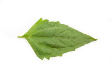 yeşil yaprak beyaz üzerinde izole 
