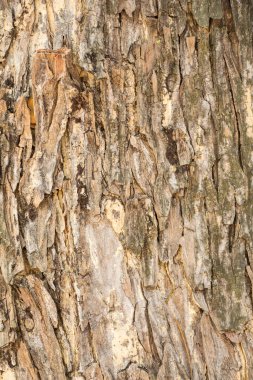 ahşap kahverengi malzeme arkaplanı