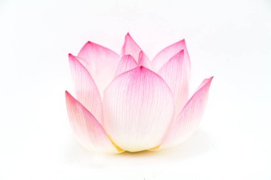 Beyaz arka plan üzerinde izole tek lotus çiçeği