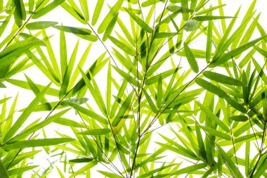 Bambu yaprakları arkaplanda yakın çekim