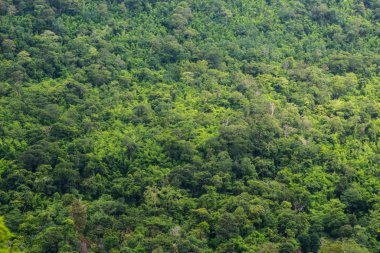 Güzel yeşil yosun arkaplanı