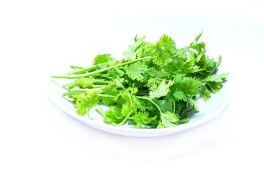 Kişniş sürüsü beyazda izole