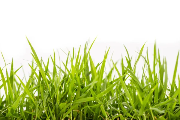 Green Lush Grass Isolated White — Stock Photo, Image
