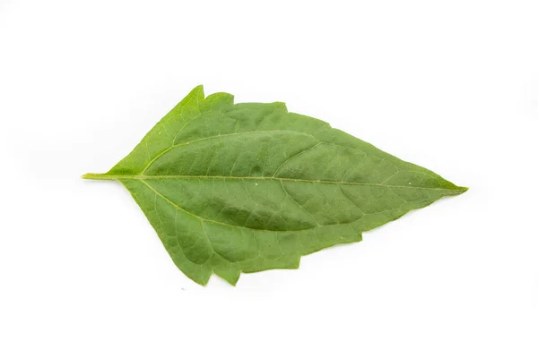 Feuille Verte Isolée Sur Blanc — Photo