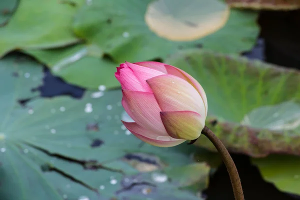 Blooming Lotus Flower Close Shot — Stock Photo, Image
