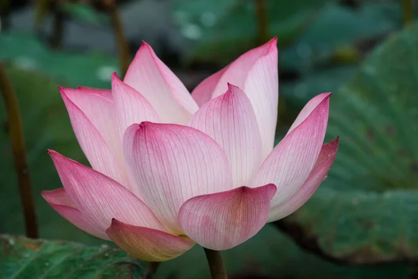 Blooming Lotus Flower Close Shot — Stock Photo, Image