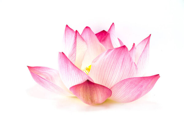 Beautiful lotus(Single lotus flower isolated on white background