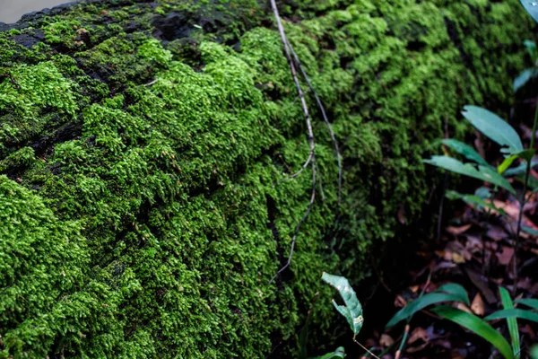 Beautiful Green Moss Background — Stock Photo, Image