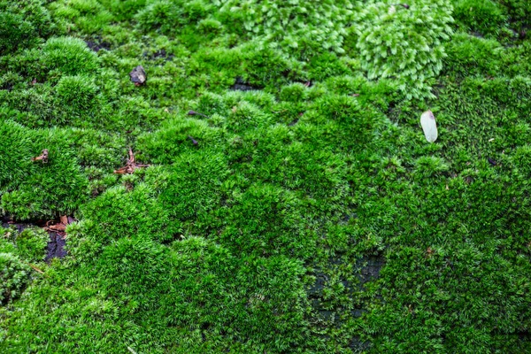 Beau Fond Mousse Verte — Photo