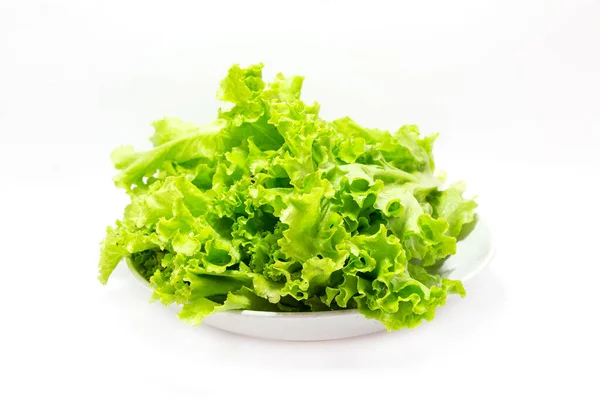 Feuilles Salade Laitue Verte — Photo