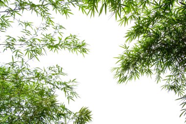 Beyaz arkaplanda izole edilmiş bambu yaprakları