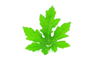  Beyaz arka planda acı salatalık-Çin yaprağı
