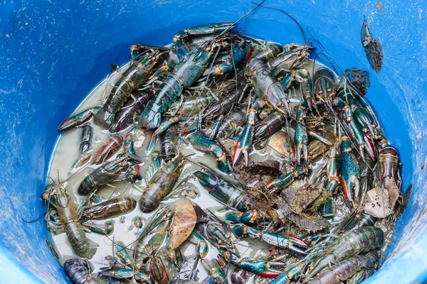 泰国的龙虾捕捞活动 — 图库照片