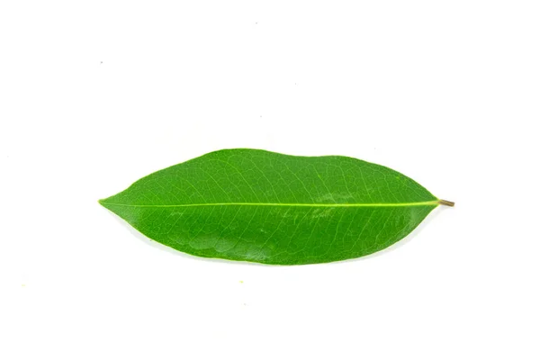 Green Leaf Isolated White Background — Stock Photo, Image