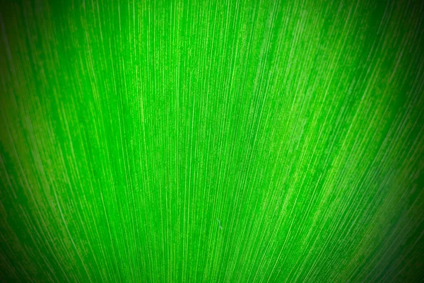Folha Verde Fresca Como Fundo — Fotografia de Stock