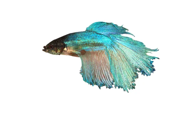 Peixes Siameses Combate Betta Isolados Sobre Fundo Branco — Fotografia de Stock