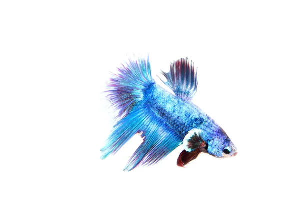 Siamese Fighting Fish Betta Isolated White Background — стоковое фото
