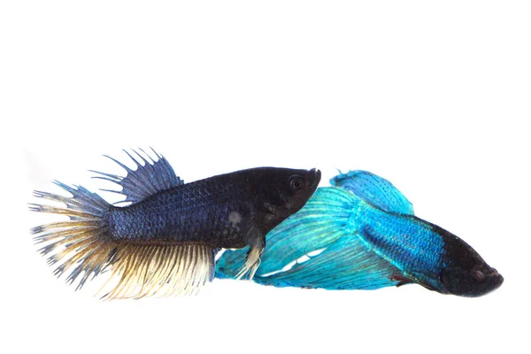 Siamese Fighting Fish Betta Isolated White Background — стоковое фото