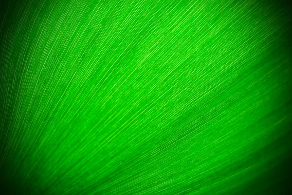 Texture Una Foglia Verde Come Sfondo — Foto Stock