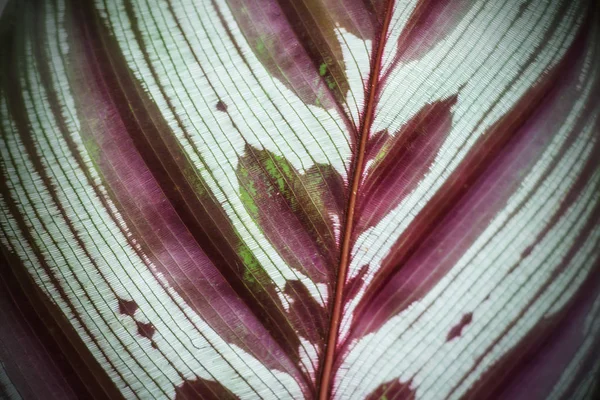 Textura Uma Folha Verde Como Fundo — Fotografia de Stock