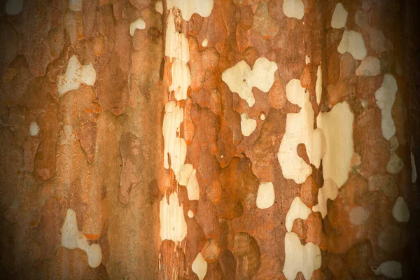 Corteccia Albero Texture Sfondo — Foto Stock