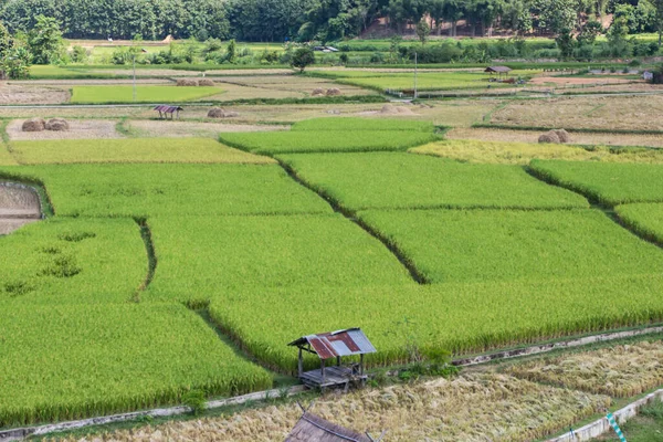 Вид Зеленого Поля Ват Пукет Провинции Нан Nort — стоковое фото