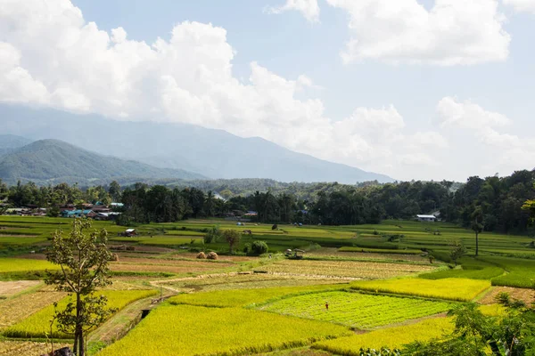Вид Золотое Рисовое Поле Уотпукете Нан Прованс Таиланд — стоковое фото