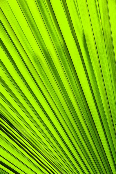 Листья Сока Зеленой Пальмы — стоковое фото
