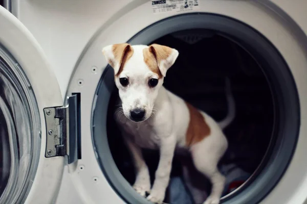 Jack Russell Terrier Puppy Drum Washing Machine — Stock Photo, Image