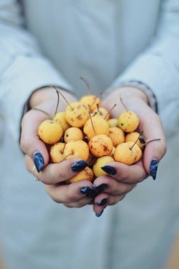 Sarı kiraz tutan eller kısmi görünümünü