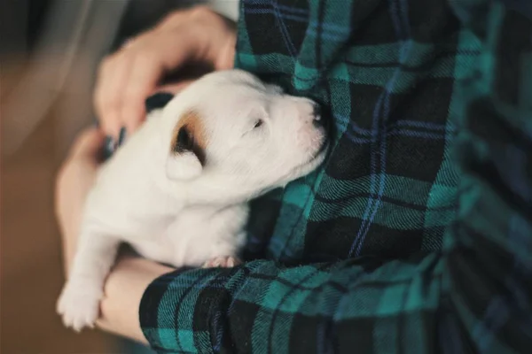 Visão Parcial Homem Segurando Dormindo Filhote Cachorro Jack Russell Terrier — Fotografia de Stock