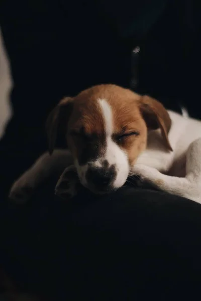 Alszik Kis Kölyök Jack Russell Terrier — Stock Fotó