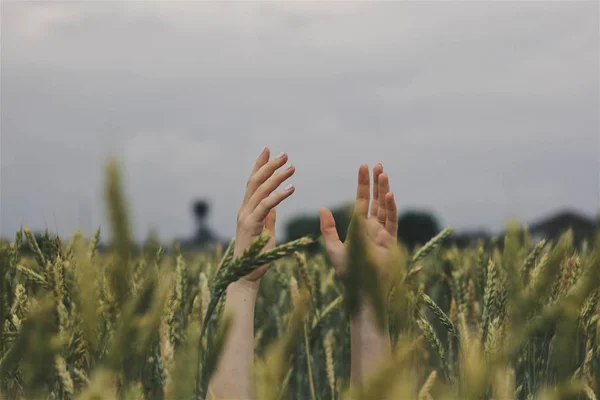 Частковий Погляд Жіночі Руки Підняті Пшеничне Поле — стокове фото