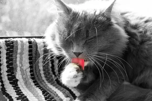 Fluffy Grey Domestic Cat Licking Own Paw Black White Photo — Stock Photo, Image