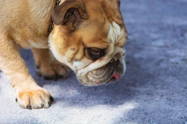 Cane bruno nella giornata di sole — Foto Stock