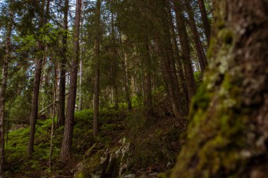 Norveç dramatik Orman ağaçları ile