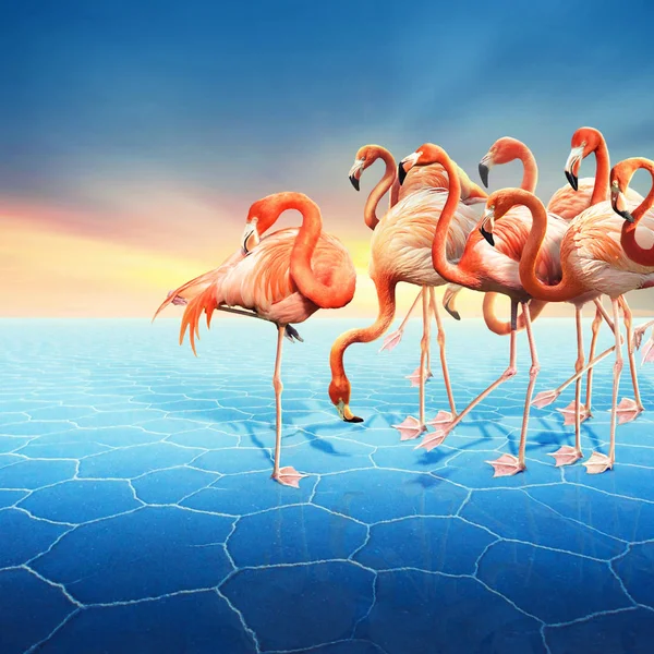 Compositing with a range of red flamingo at right side