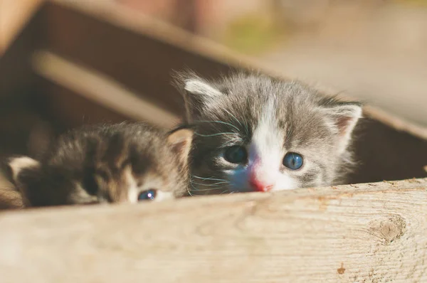 Ahşap rustik kutusunda iki küçük komik yavru kedi renkli tonlu görüntü — Stok fotoğraf