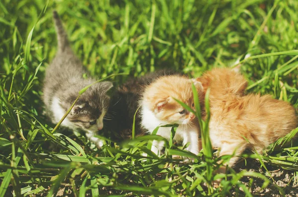 Colorida imagen tonificada de cuatro gatitos divertidos jugando en el jardín —  Fotos de Stock