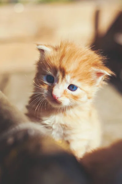 Un gatito rojo divertido con ojos azules en caja rústica — Foto de Stock