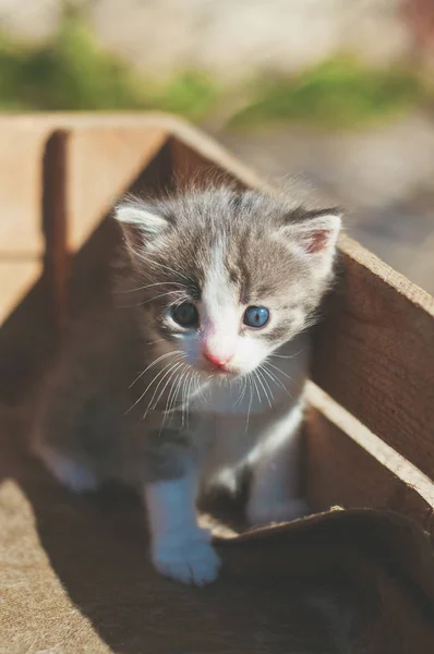 En liten rolig grå kattunge med en blå ögon i en rustik låda — Stockfoto