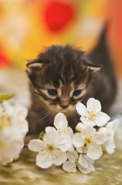 Bunte getönte Bild von kleinen grau gestreiften Kätzchen auf buntem Hintergrund — Stockfoto