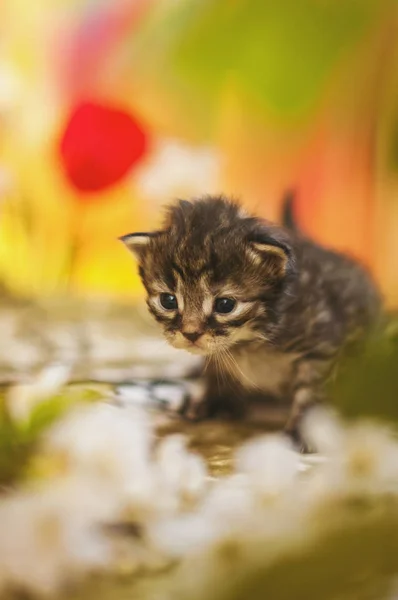 Imagem tonificada colorida de pequeno gatinho listrado cinza em fundo multicolorido — Fotografia de Stock