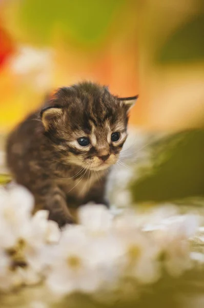 Kis szürke csíkos cica tarka háttér színes tónusú kép — Stock Fotó