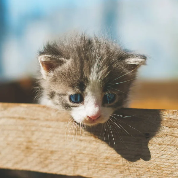 Um gatinho listrado cinza engraçado com olhos azuis em uma madeira — Fotografia de Stock