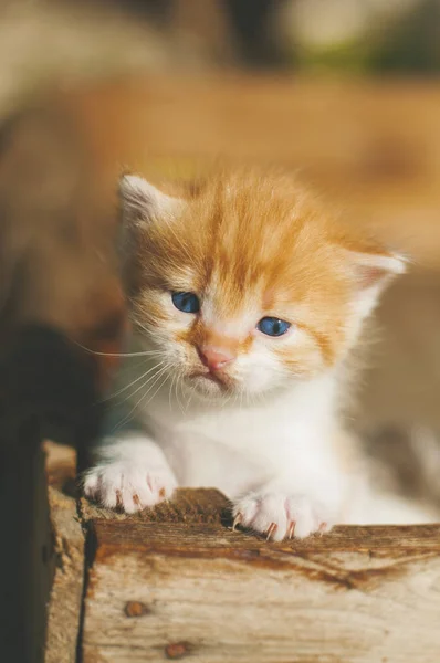 Ahşap rustik kutusunda mavi gözlü bir küçük komik kırmızı kedi yavrusu — Stok fotoğraf