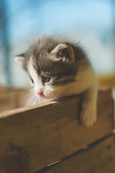 Ein kleines lustiges grau gestreiftes Kätzchen mit blauen Augen in einer Holzkiste — Stockfoto