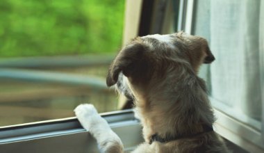 Aramaya meraklı yavru siyah beyaz melez köpek 